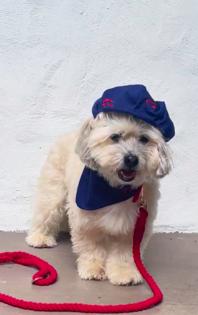 The Ahoy Polloi Doggy Newsboy Cap