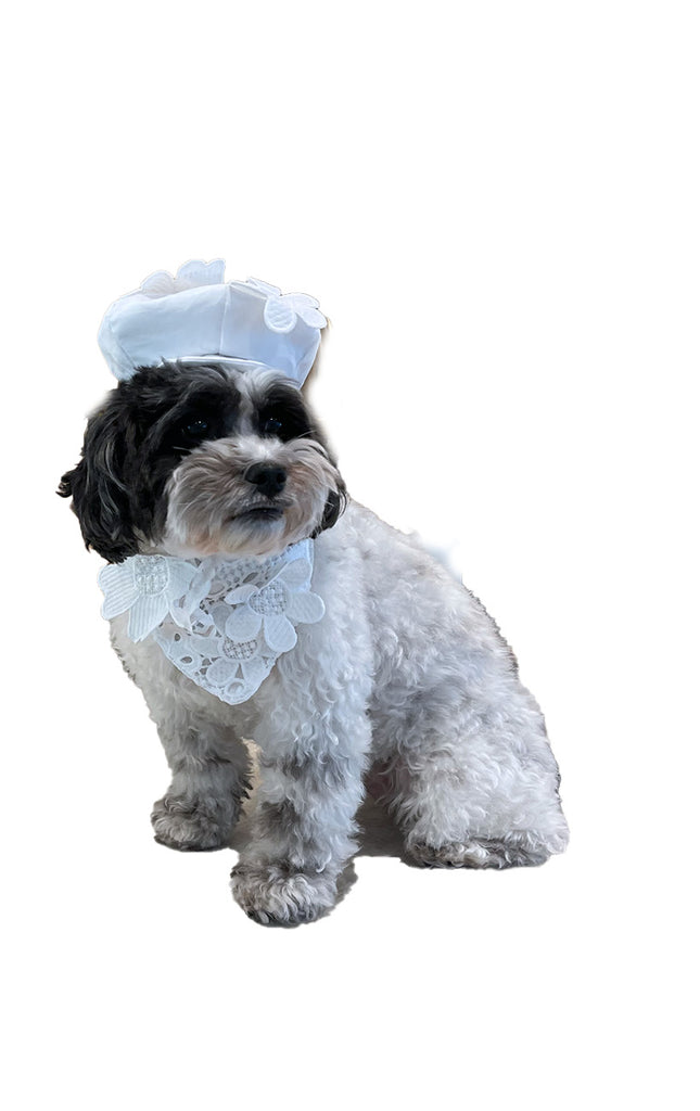 Lace Dog Collar Scarf